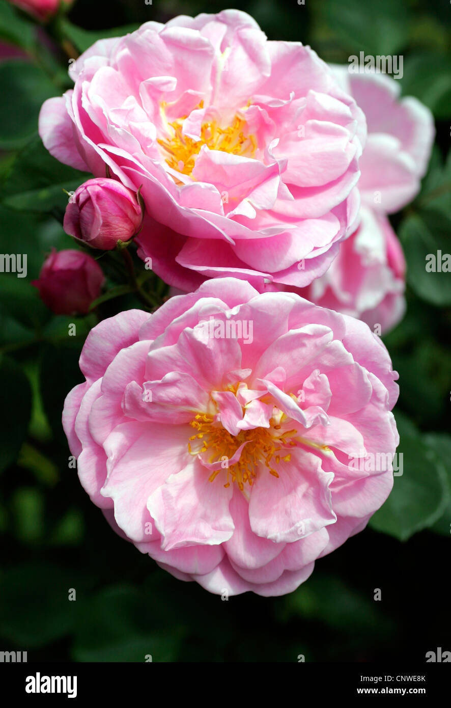 ornamental rose (Rosa 'Minnehaha', Rosa Minnehaha), cultivar Minnehaha ...