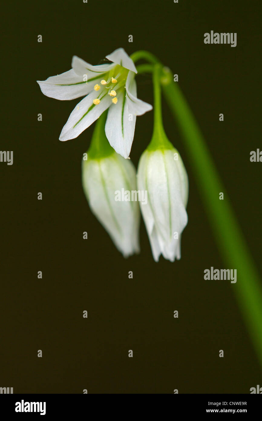 three-cornered leek (Allium triquetrum), inflorescence, Spain, Balearen, Majorca Stock Photo