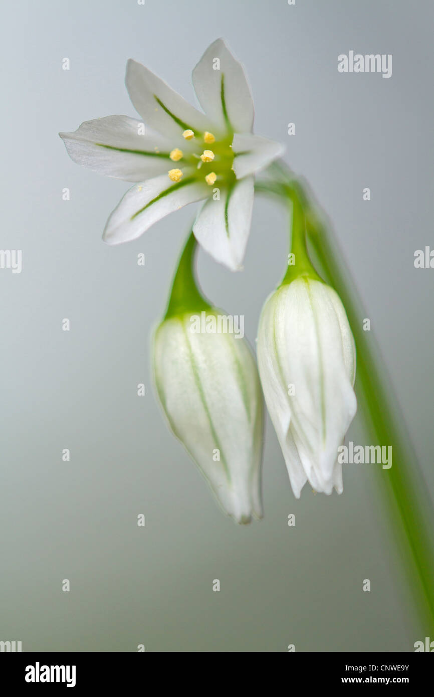 three-cornered leek (Allium triquetrum), inflorescence, Spain, Balearen, Majorca Stock Photo