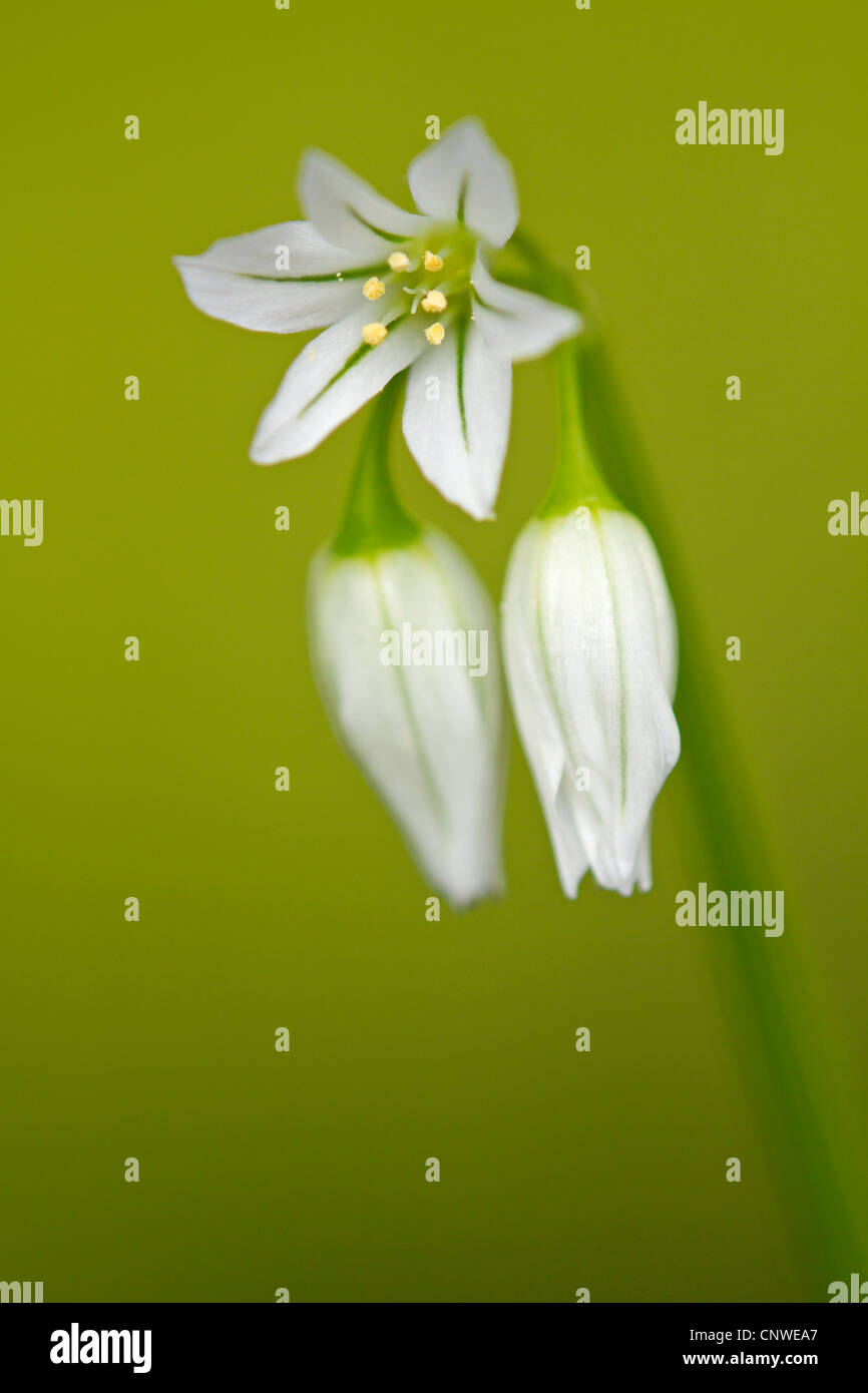 three-cornered leek (Allium triquetrum), inflorescence, Spain, Balearen, Majorca Stock Photo