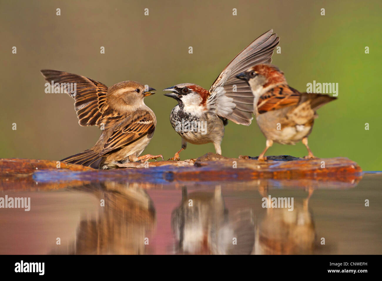 House Sparrow Passer Domesticus Two Males And One Female Sitting Quarreling At The Stone Shore Of A Water Place Germany Rhineland Palatinate Stock Photo Alamy