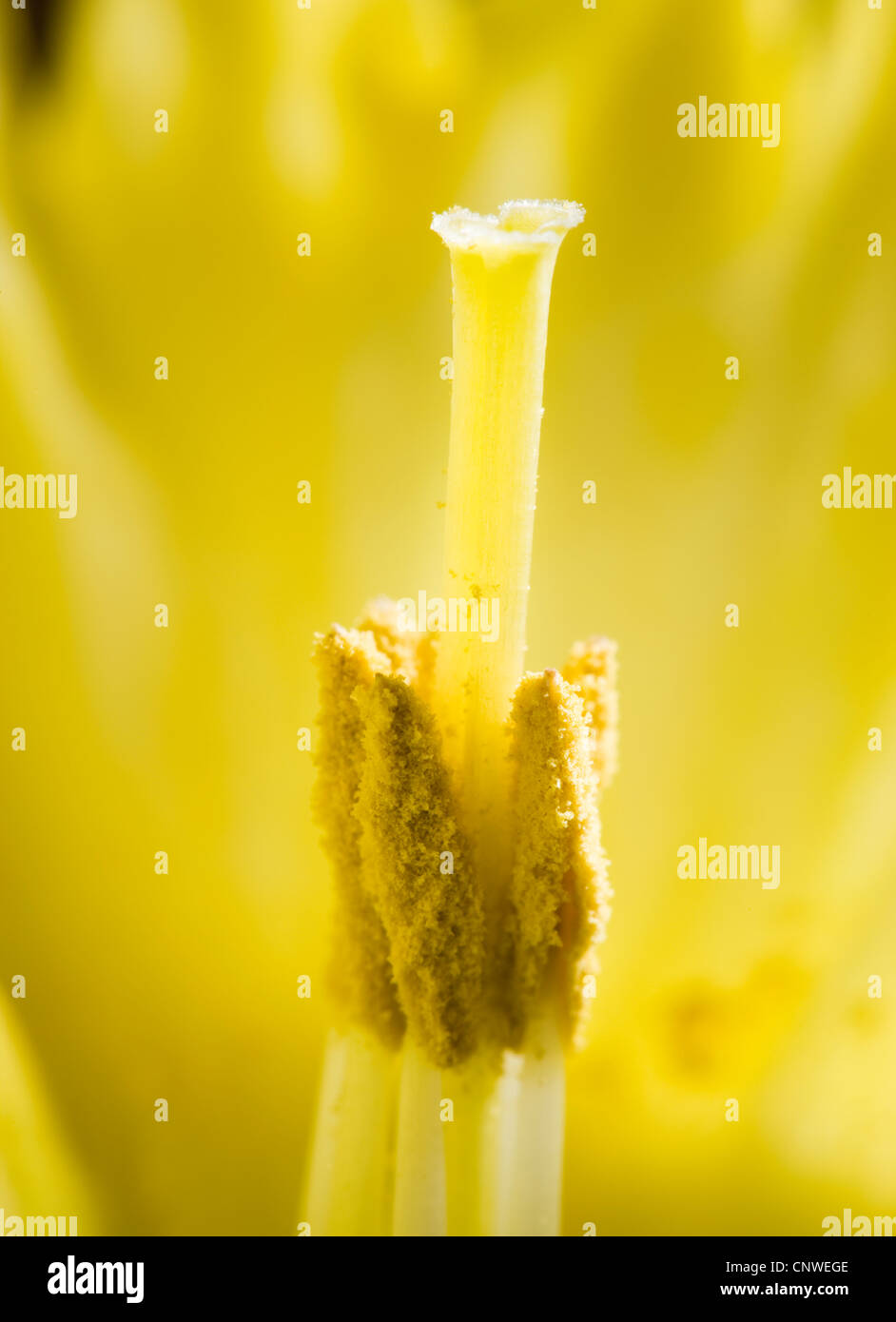 Stamens and carpel of daffodil. Stock Photo