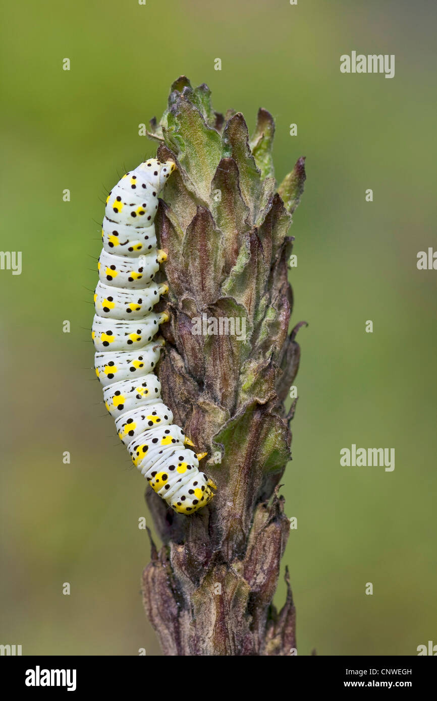Koenigskerzen Moench, Cucullia verbasci, (Cucullia verbasci, Hargacucullia verbasci), caterpillar on mullein, Germany, North Rhine-Westphalia Stock Photo