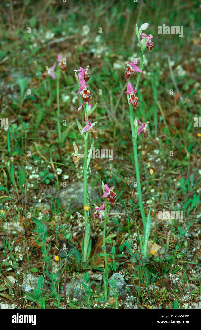 orchid (Ophrys delphinensis), blooming individuals, Greece Stock Photo