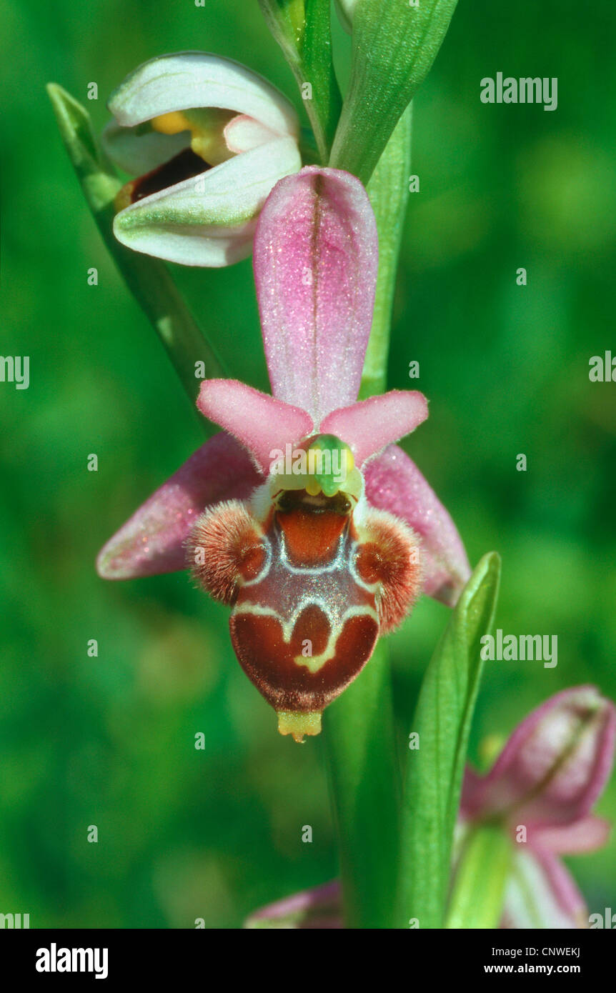 orchid (Ophrys delphinensis), flower, Greece Stock Photo