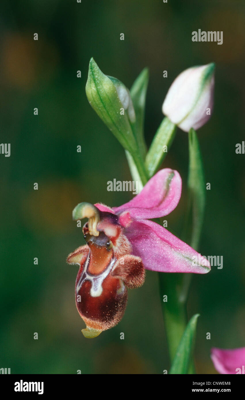 ophrys (Ophrys dodekanensis), flower, Greece, Rhodes Stock Photo