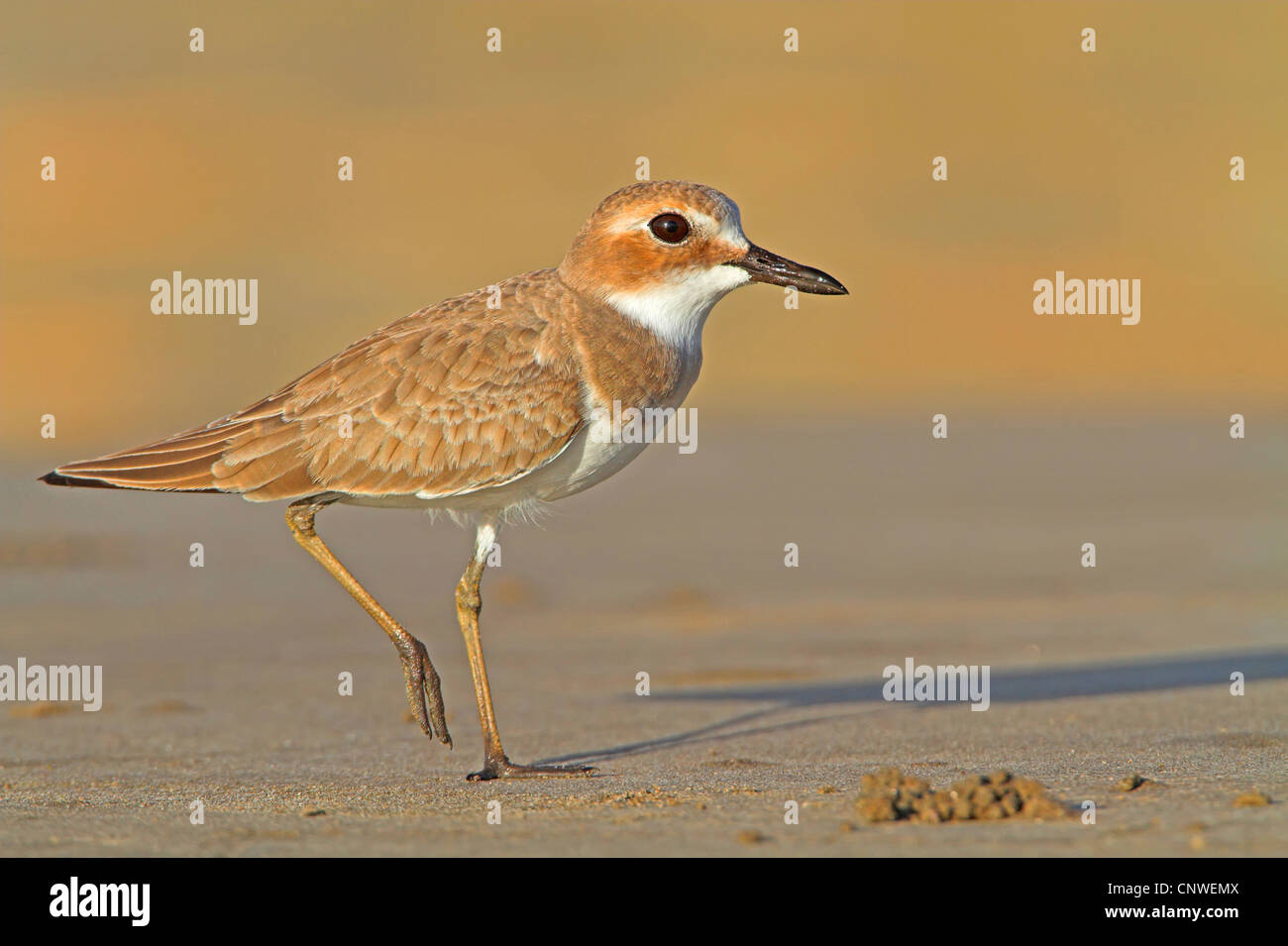 great sand plover (Charadrius leschenaultii), on the feed, Oman Stock Photo