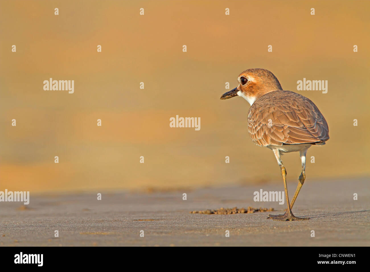 great sand plover (Charadrius leschenaultii), on the feed, Oman Stock Photo