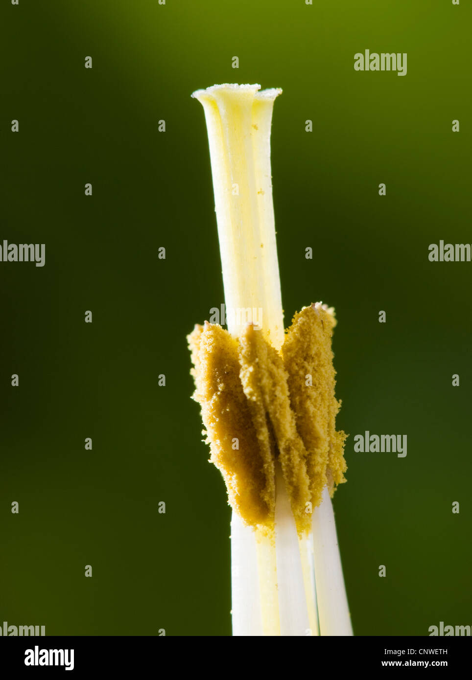 Stamens and carpel of daffodil (petals removed). Stock Photo