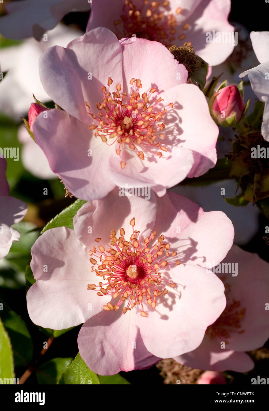 ornamental rose (Rosa 'Sweet Pretty', Rosa Sweet Pretty), cultivar Sweet  Pretty Stock Photo - Alamy