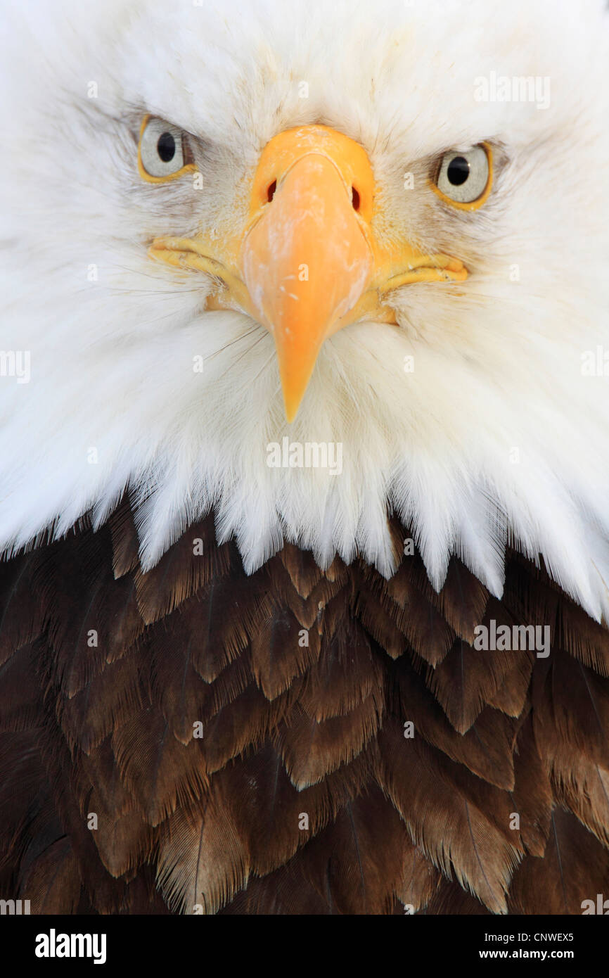 American bald eagle (Haliaeetus leucocephalus), portrait, USA, Alaska Stock Photo