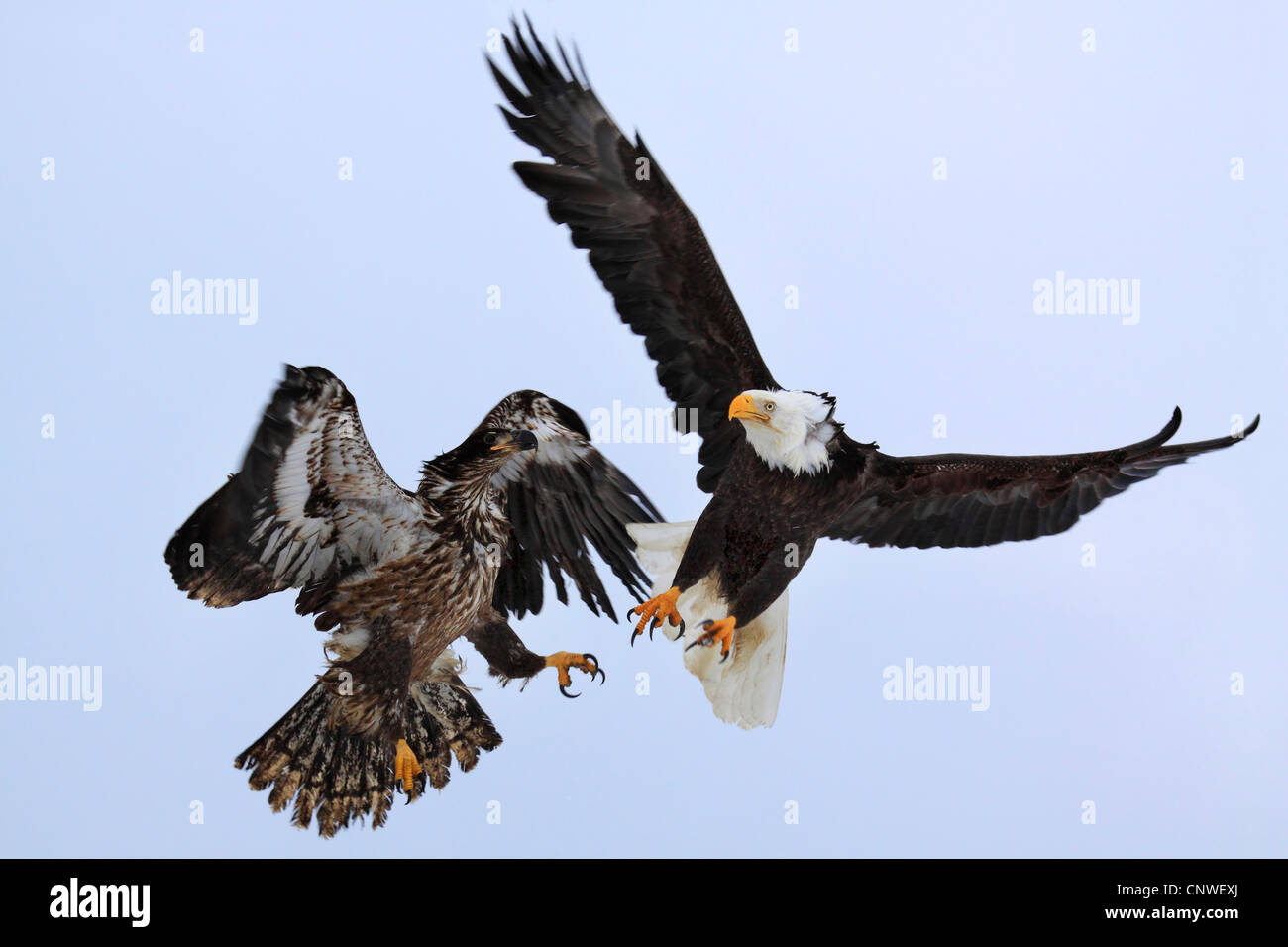 American bald eagle (Haliaeetus leucocephalus), two animals fighting in the air, USA, Alaska, Kenai Peninsula Stock Photo