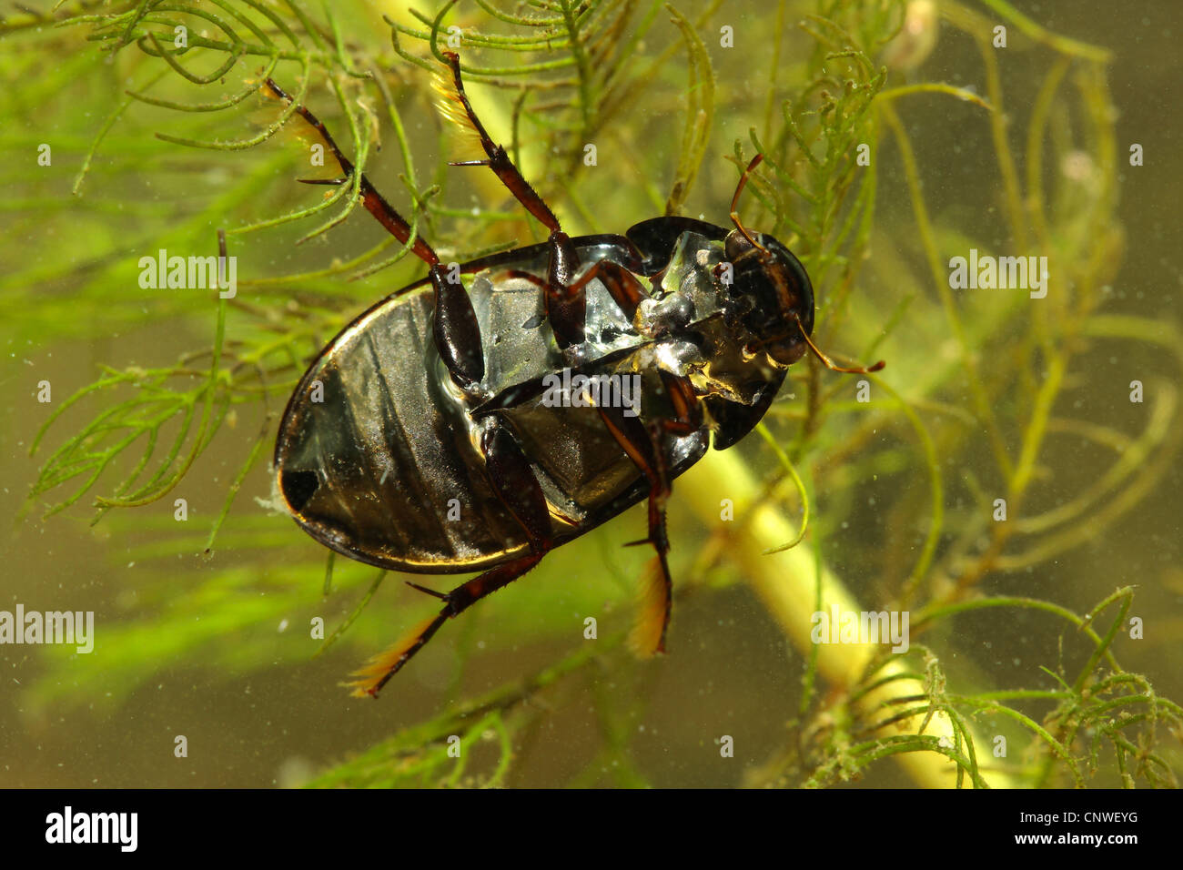 lesser black water beetle, lesser silver water beetle, lesser silver beetle (Hydrochara caraboides), on Ceratophyllum Stock Photo