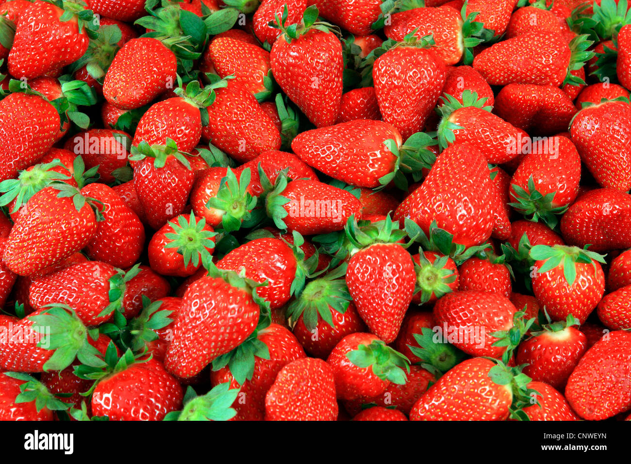 hybrid strawberry, garden strawberry (Fragaria x ananassa, Fragaria ananassa), strawberries Stock Photo