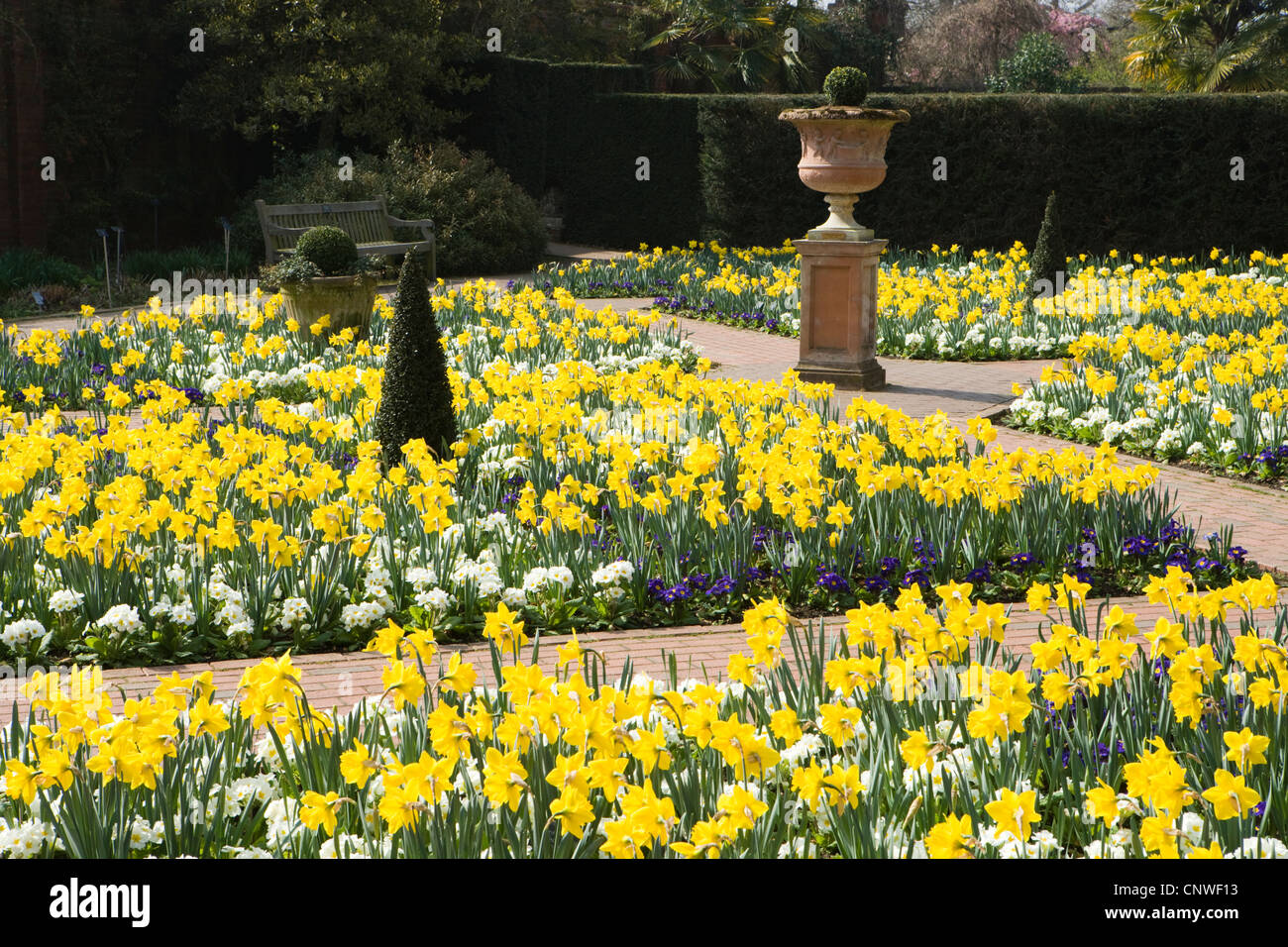 Daffodils in walled garden. RHS Wisley, Surrey, UK Stock Photo