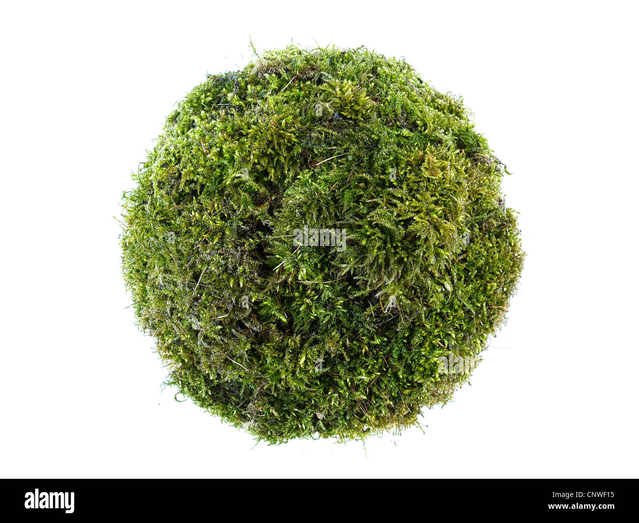 Sphere formed from moss isolated on white Stock Photo