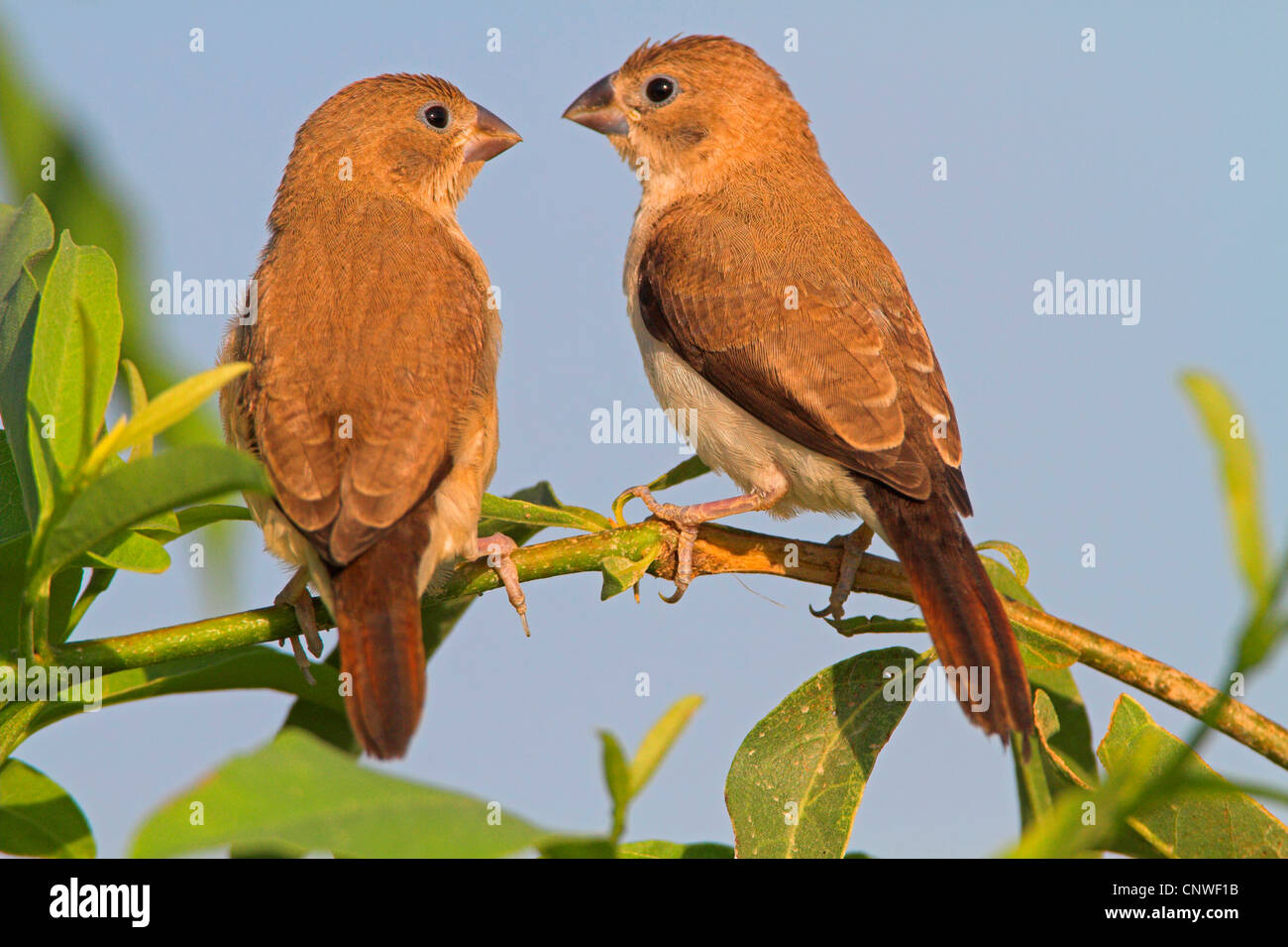 African silverbill (Lonchura cantans), couple sitting on a branch, Oman Stock Photo