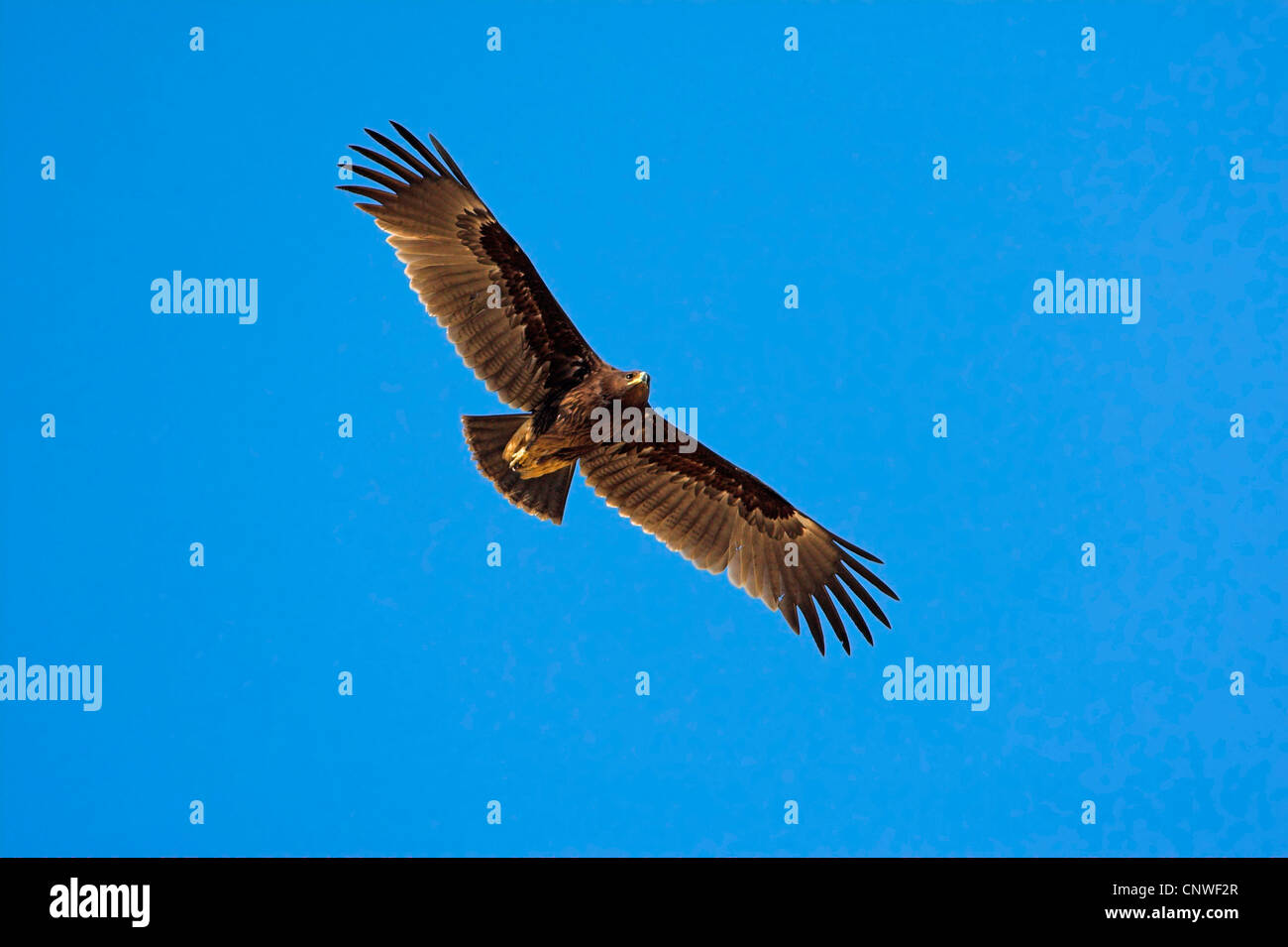 greater spotted eagle (Aquila clanga), flying, Oman Stock Photo