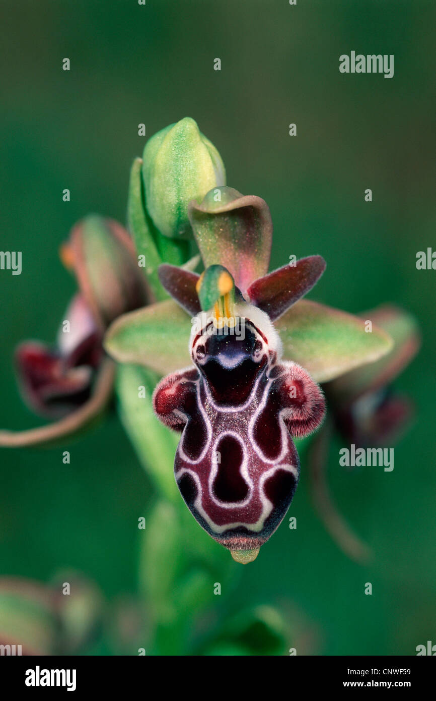 Kotschy's orchid (Ophrys kotschyi), flower, Cyprus Stock Photo