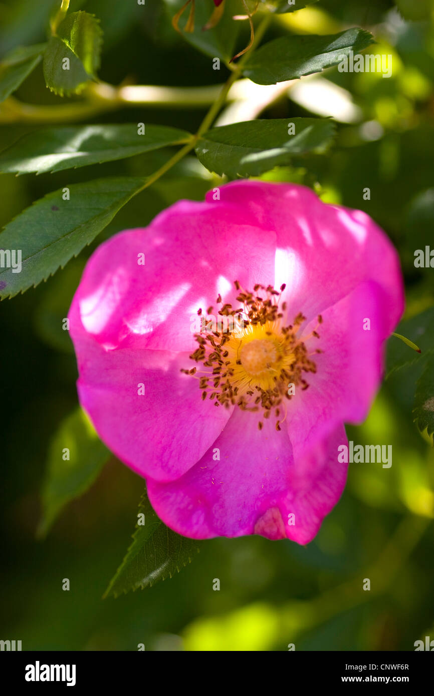 Virginia rose (Rosa virginiana), blooming Stock Photo - Alamy