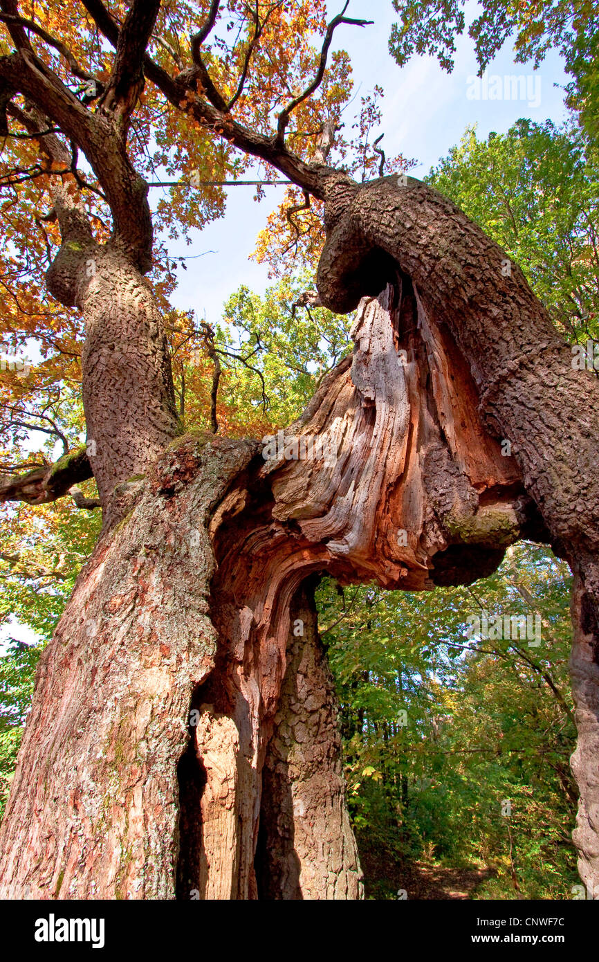 common oak, pedunculate oak, English oak (Quercus robur), begging oak, splitted tree trunk, Germany, Thueringen, Hainich National Park, Ihlefeld Stock Photo