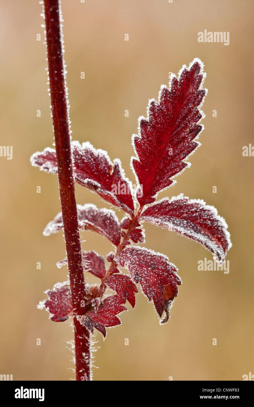 common agrimony, European groovebur (Agrimonia eupatoria), leaf with white frost, Germany, Hainich National Park Stock Photo