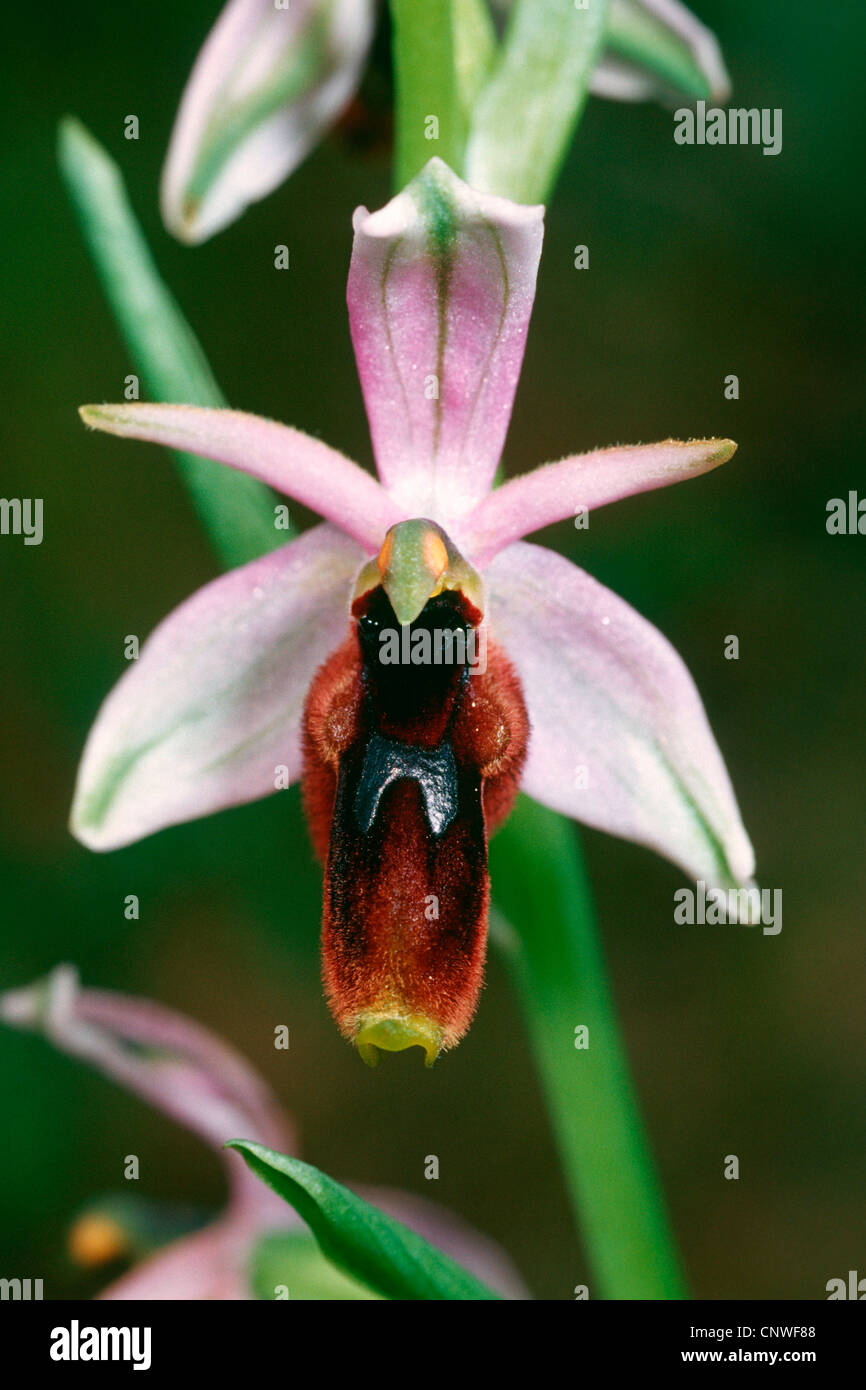 orchid (Ophrys lunulata, Ophrys sphegodes ssp. lunulata), flower, Italy, Sicilia Stock Photo