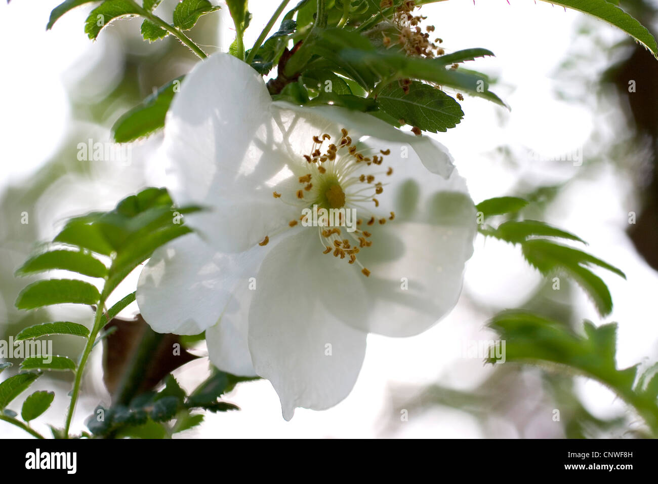 mountain omei rose (Rosa omeiensis), blooming Stock Photo