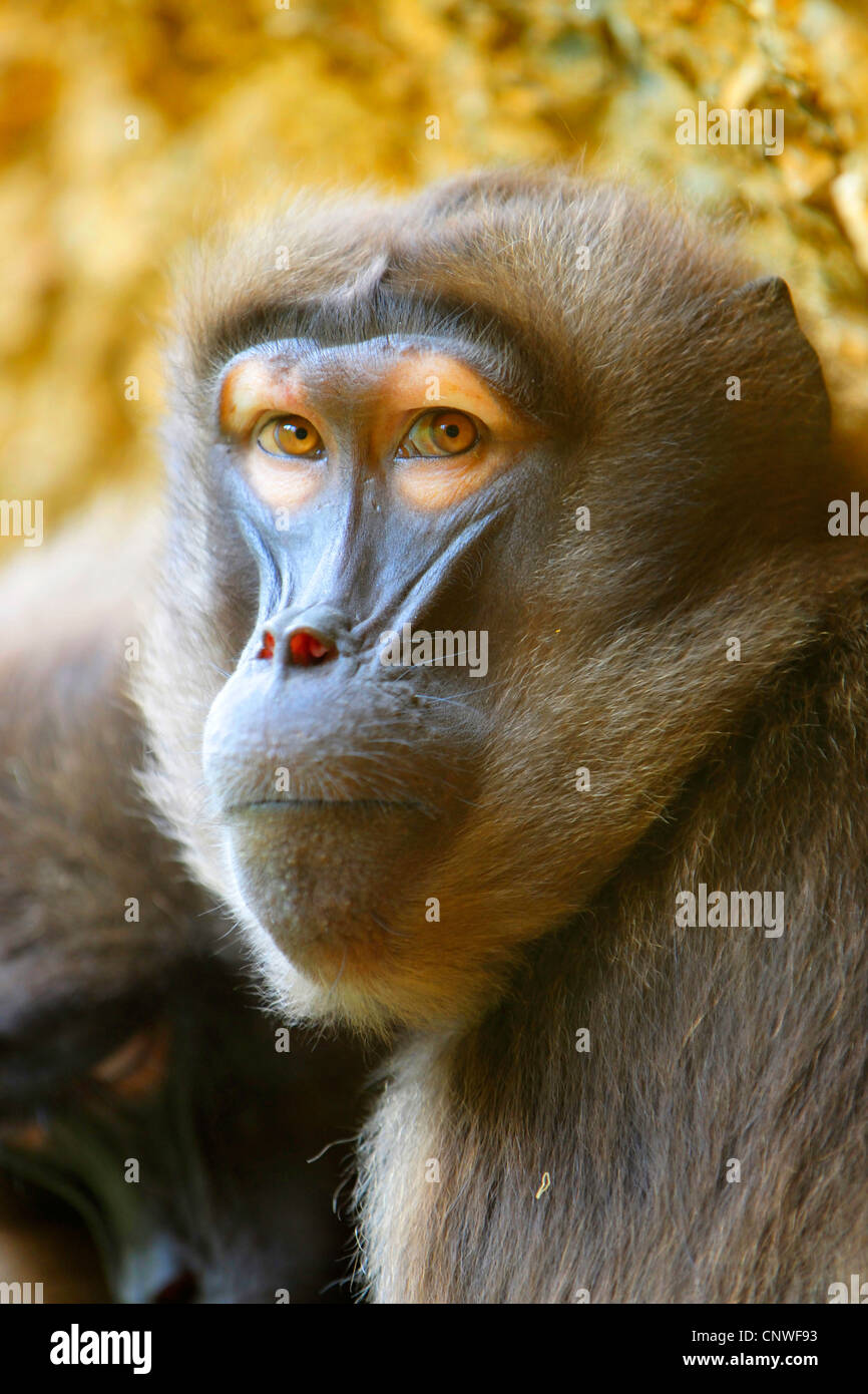 gelada, gelada baboons (Theropithecus gelada), portrait Stock Photo