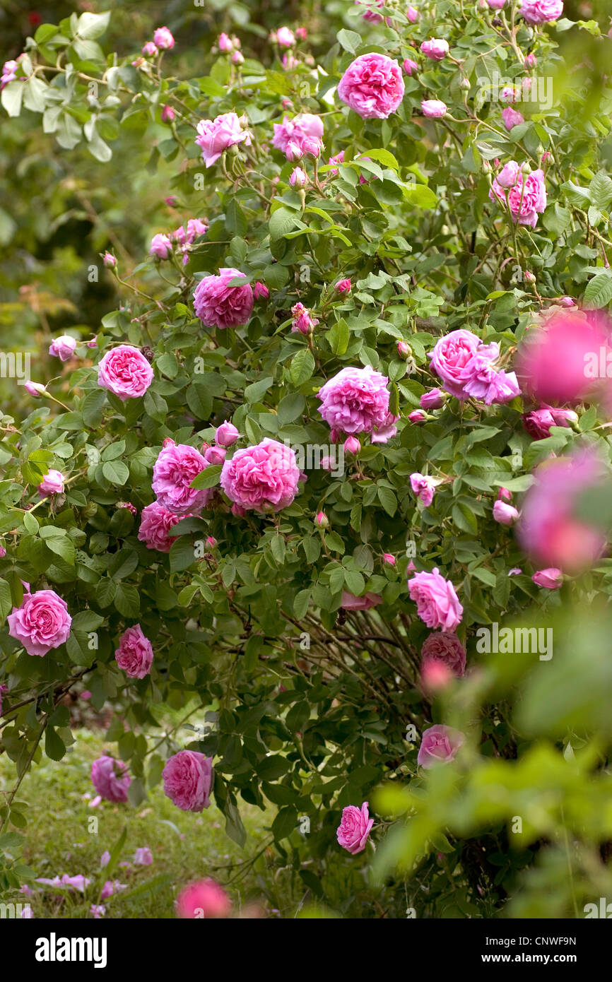 Ornamental Rose Rosa Comte De Chambord Rosa Comte De Chambord Stock Photo Alamy