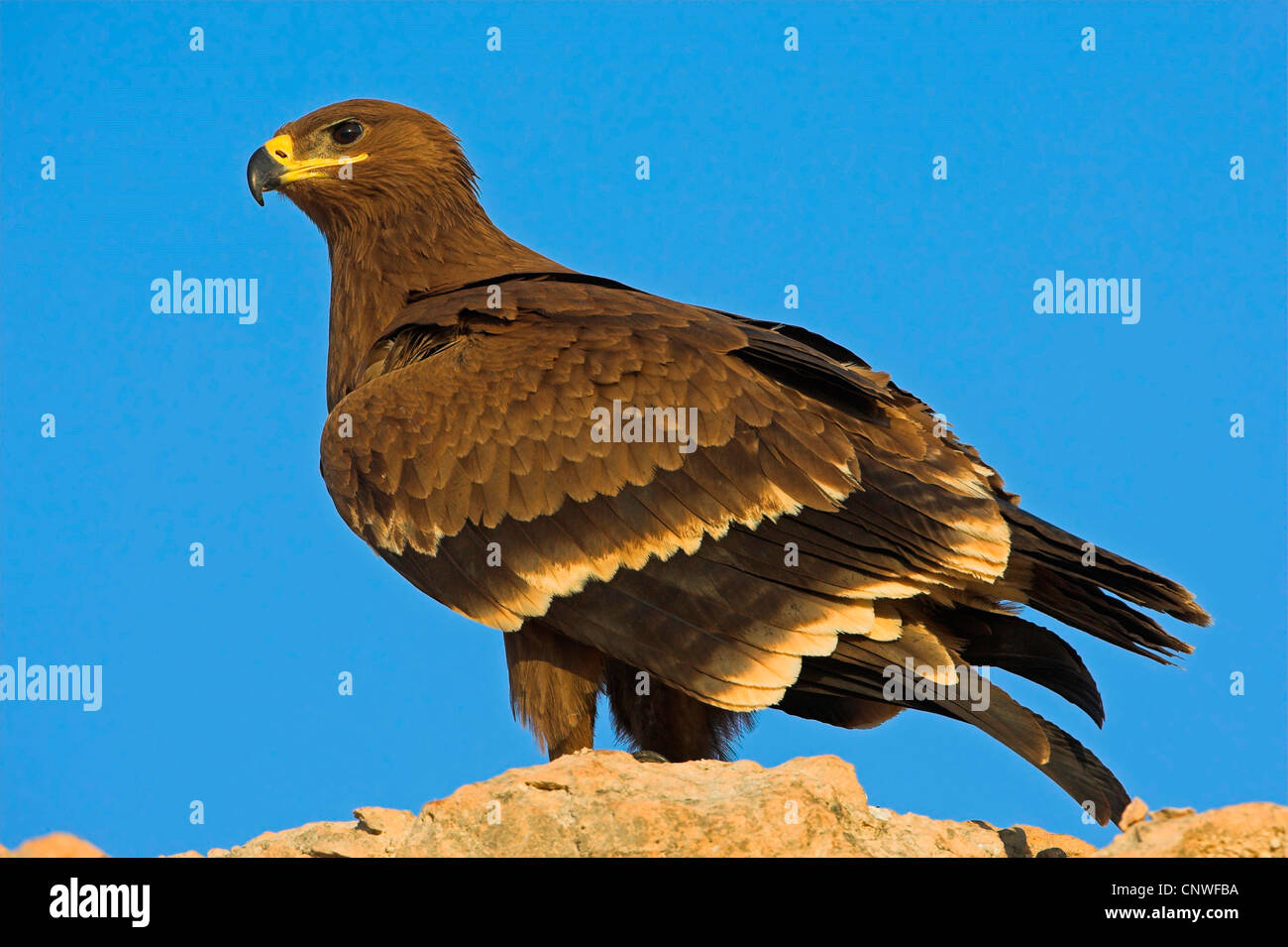 steppe eagle (Aquila nipalensis, Aquila rapax nipalensis), sitting on rock, Oman Stock Photo
