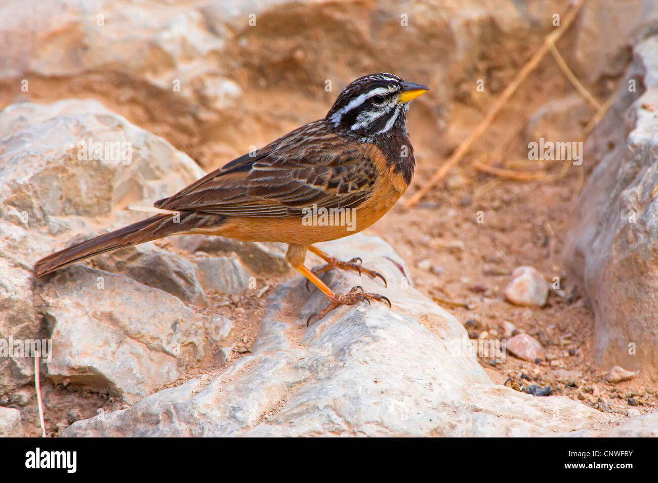cinnamon-breasted rock bunting (Emberiza tahapisi), sitting on a rock, Oman Stock Photo