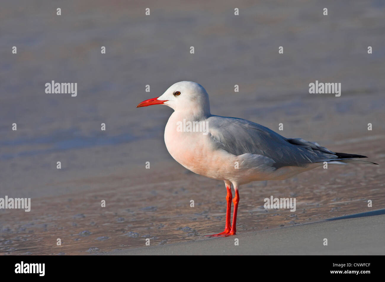 slender-billed gull (Larus genei), standing on the beach, Oman Stock Photo