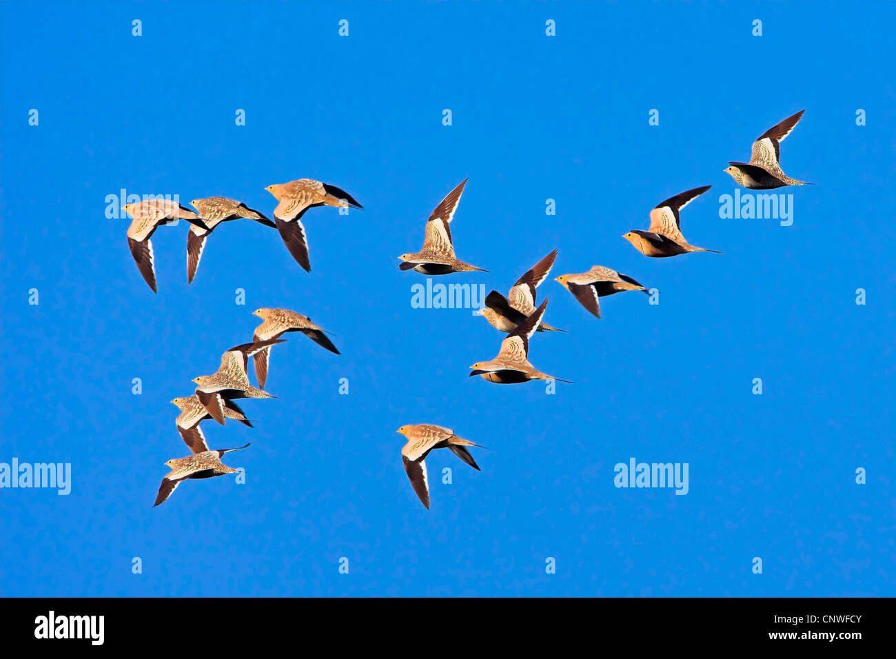 chestnut-bellied sandgrouse (Pterocles exustus), flying flock, Oman ...