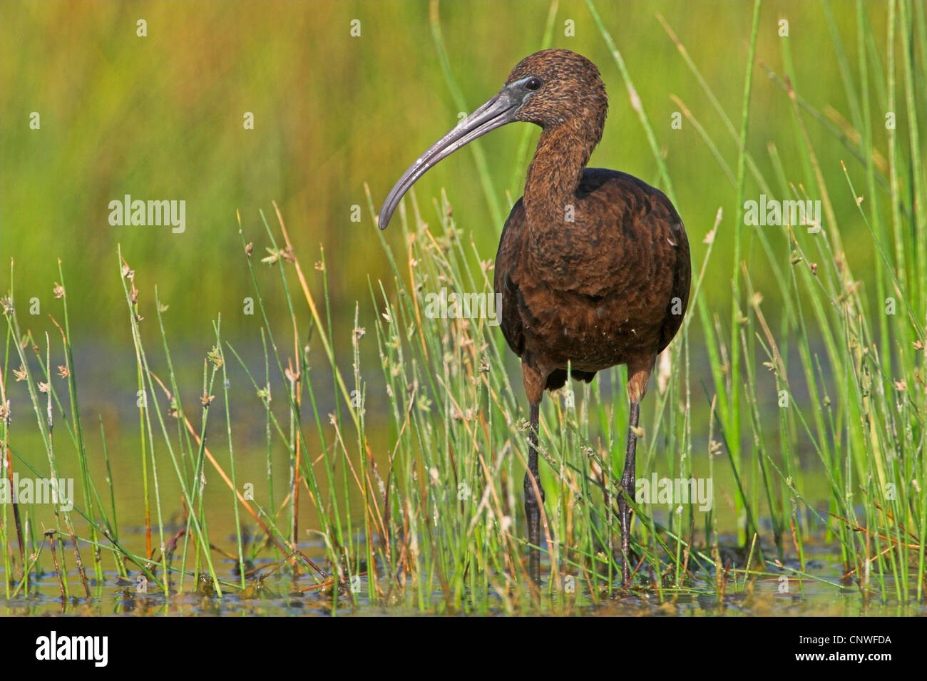 glossy ibis (Plegadis falcinellus), standing in wetland, Oman Stock Photo