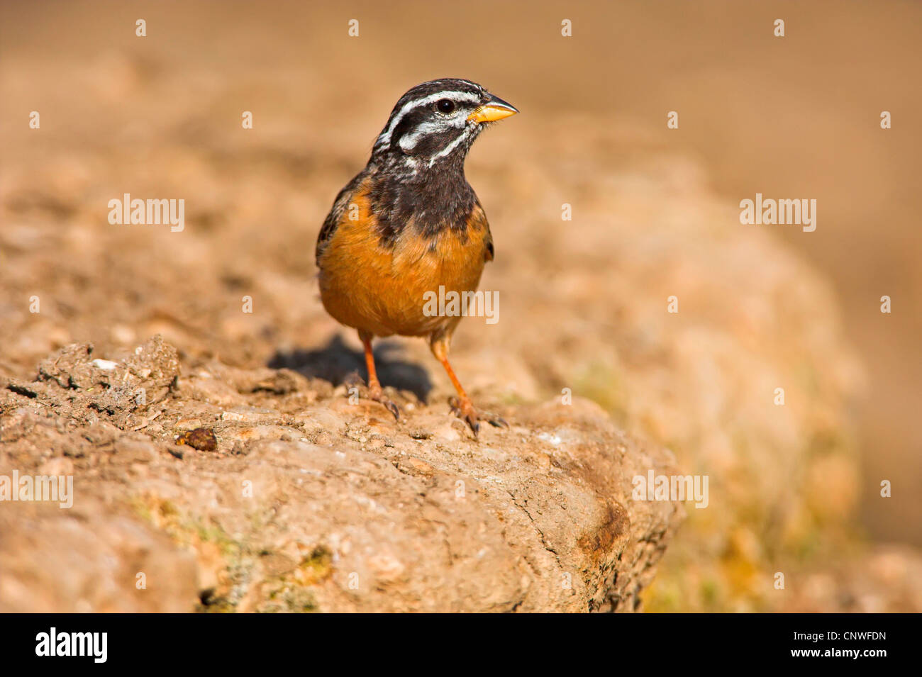 cinnamon-breasted rock bunting (Emberiza tahapisi), sitting on ground, Oman Stock Photo