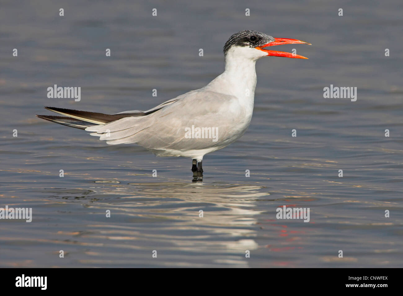 caspian tern (Hydroprogne caspia, Sterna caspia), standing in shallow water calling, Oman Stock Photo