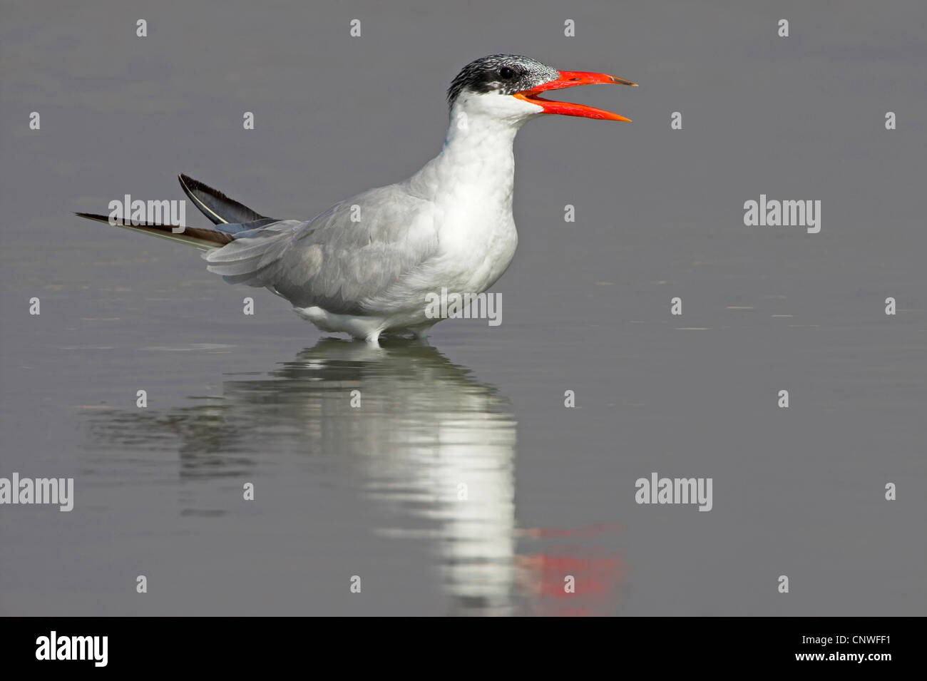 caspian tern (Hydroprogne caspia, Sterna caspia), standing in shallow water calling, Oman Stock Photo