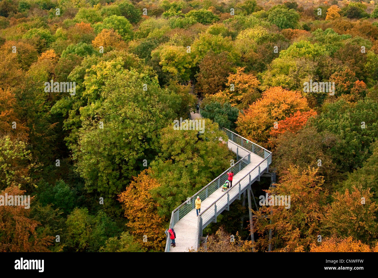 canopy walk way, Germany, Thueringen, Hainich National Park Stock Photo