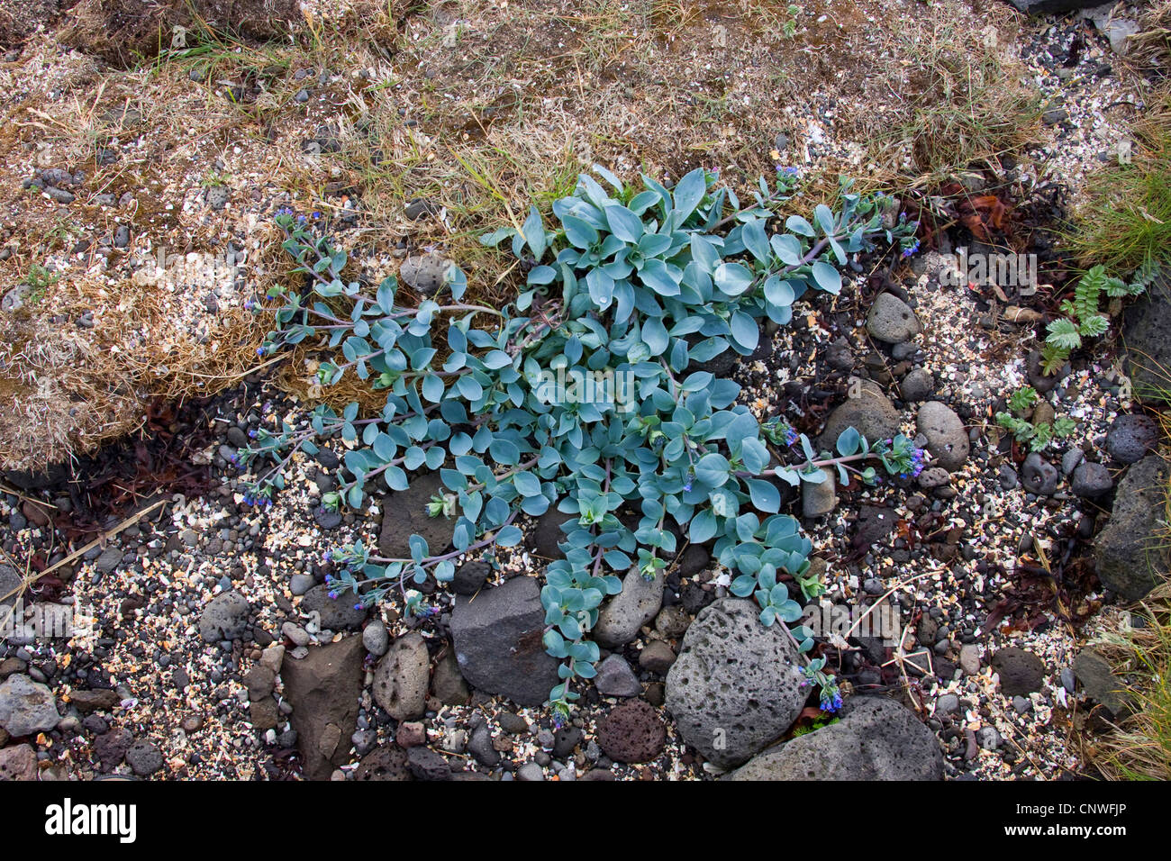 oysterleaf, oysterplant, sea bluebells (Mertensia maritima), blooming, Iceland Stock Photo