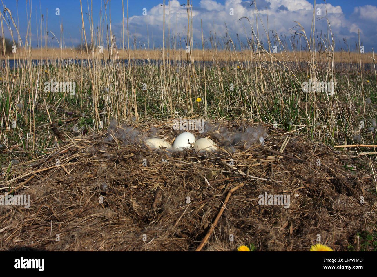 Canada goose (Branta canadensis), eggs, Netherlands, Makkum Stock Photo