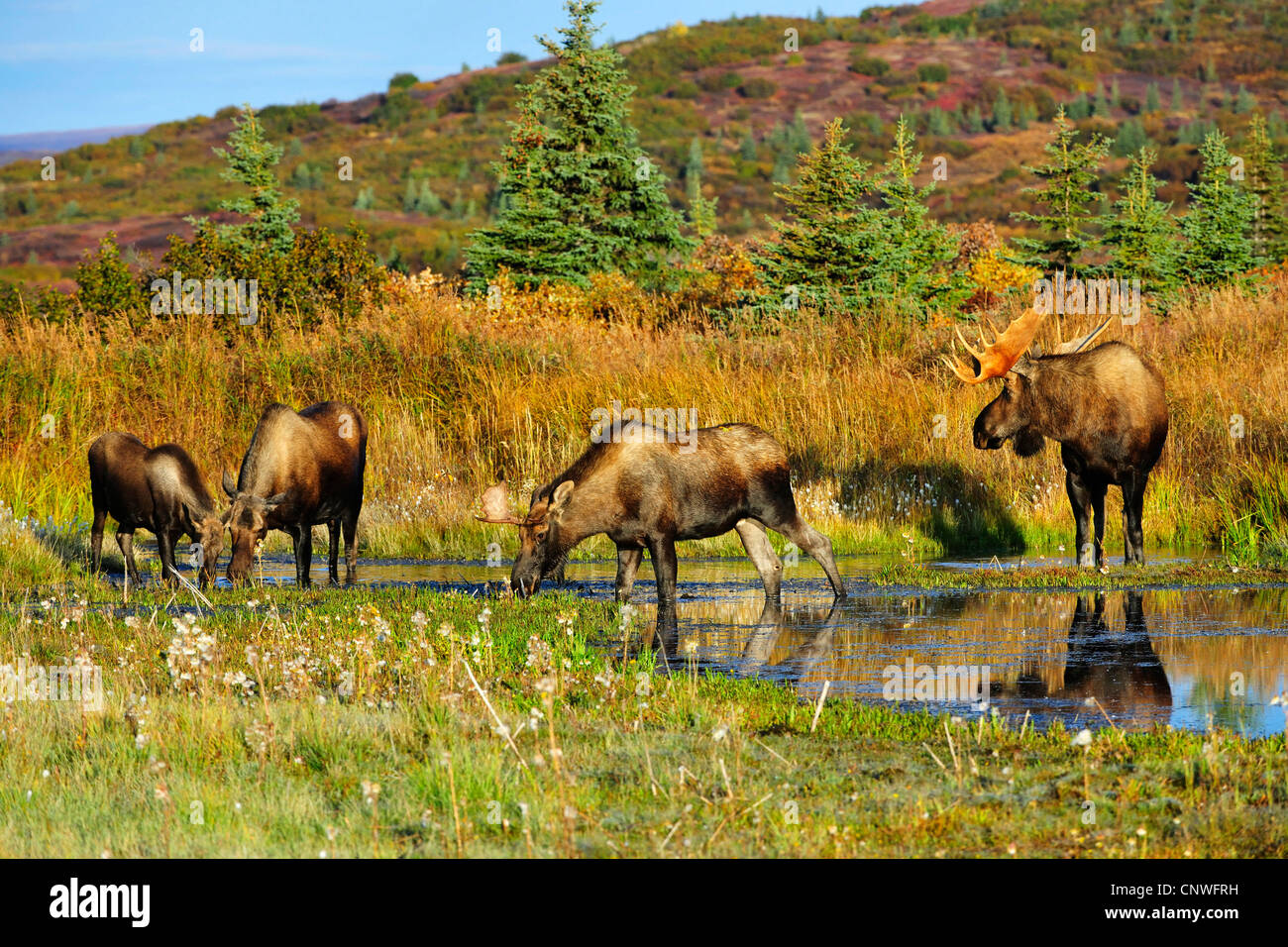 Alaska moose, Tundra moose, Yukon moose (Alces alces gigas), feeding on grasses of the ground of a pond, USA, Alaska, Denali Nationalpark Stock Photo