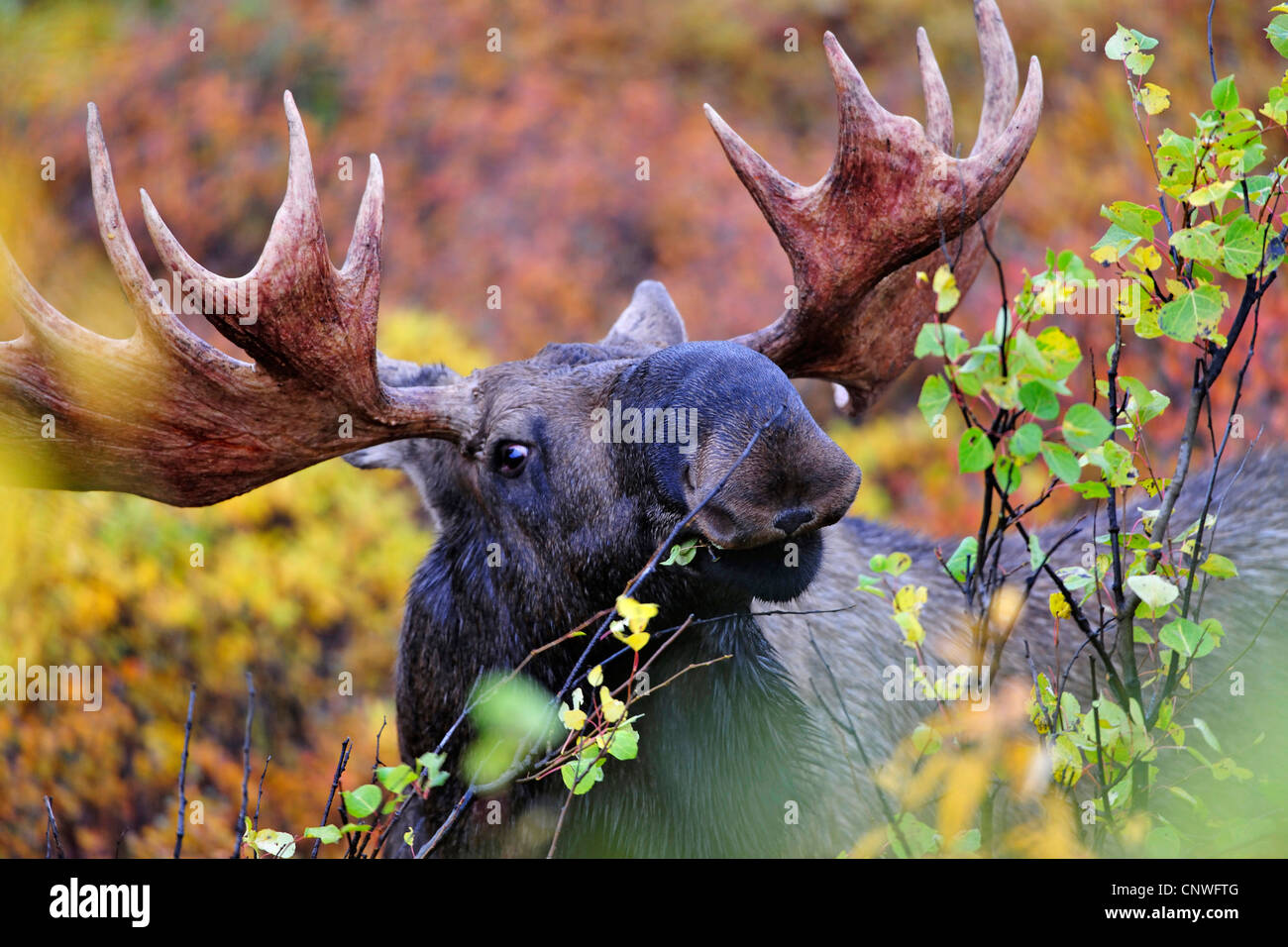 Alaska moose, Tundra moose, Yukon moose (Alces alces gigas), feeding on
