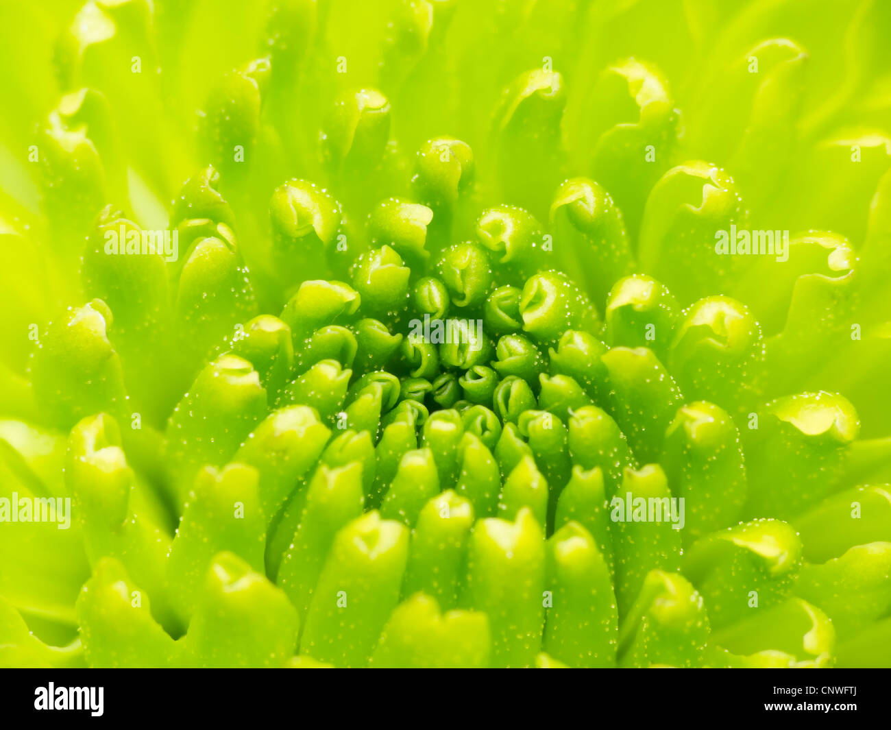 Green Chrysanthemum flower macro abstract Stock Photo