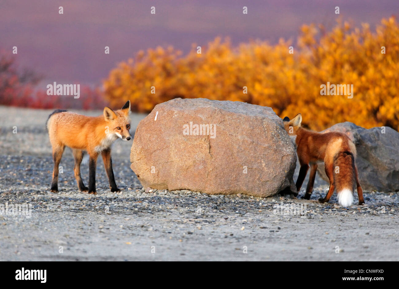 red fox (Vulpes vulpes), walking around a rock vor hiding from each other, USA, Alaska, Denali Nationalpark Stock Photo
