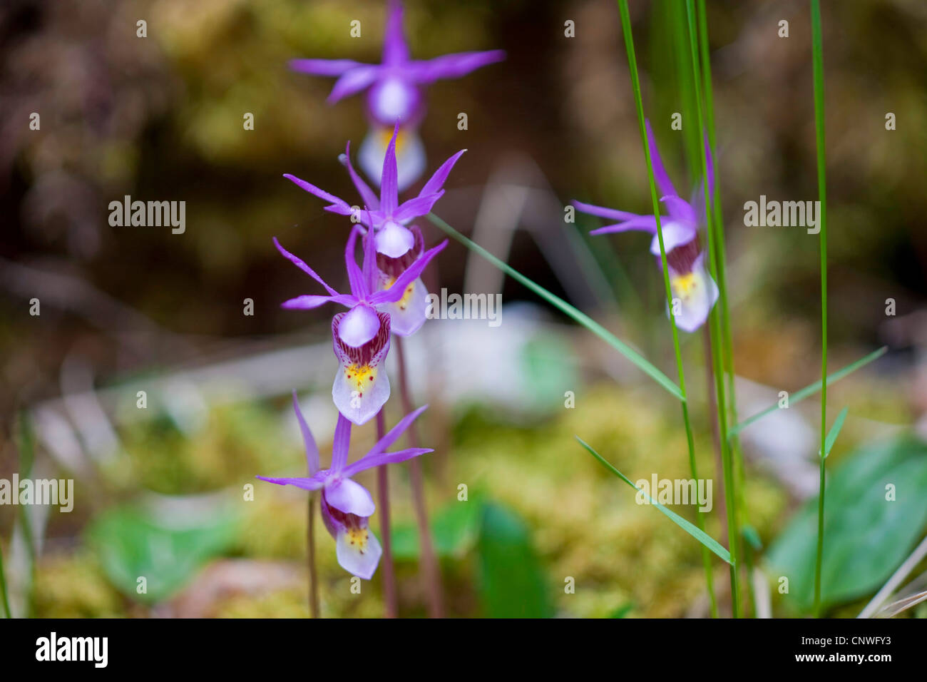 calypso, fairy-slipper orchid, fairy slipper (Calypso bulbosa), flower, Canada, British Columbia, Kootenay National Park Stock Photo