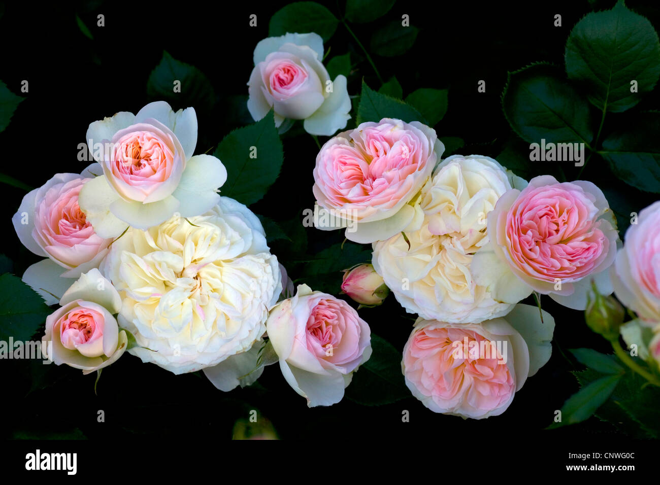 ornamental rose (Rosa 'Pastella', Rosa Pastella), cultivar Pastella Stock  Photo - Alamy