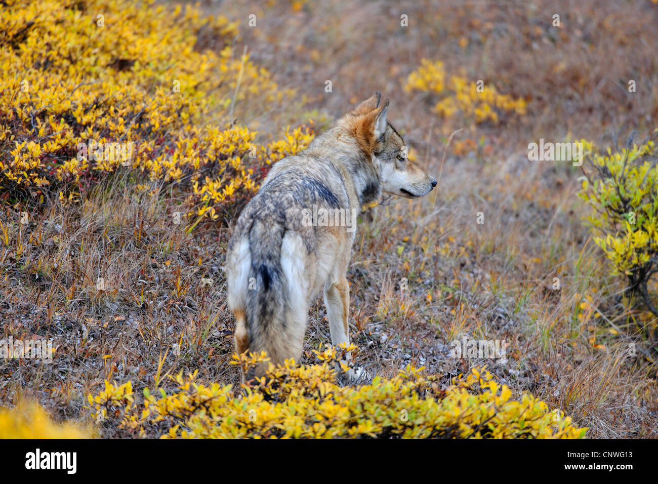 Mackenzie Valley Wolf, Rocky Mountain Wolf, Alaskan Tundra Wolf or Canadian Timber Wolf (Canis lupus occidentalis), roaming across the tundra, USA, Alaska, Denali N.P. Stock Photo