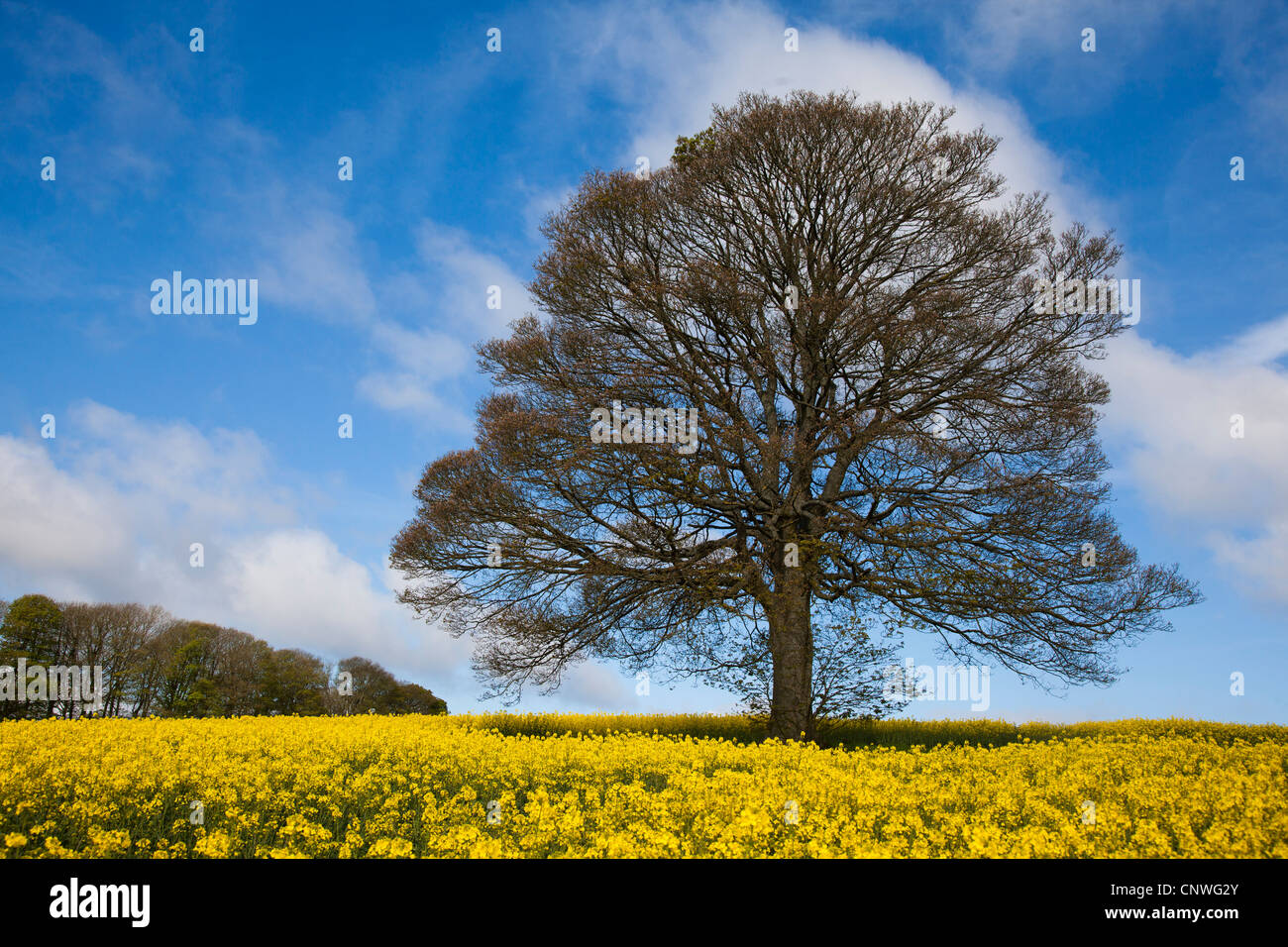 Rapre Tree a tree in a rape field Stock Photo - Alamy
