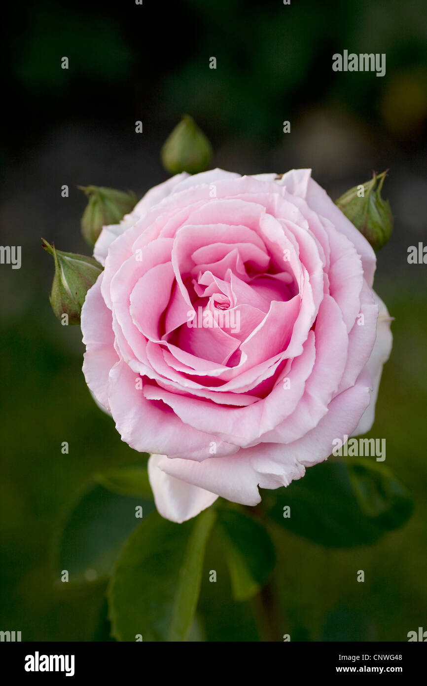 ornamental rose (Rosa 'Frederic Mistral', Rosa Frederic Mistral ...